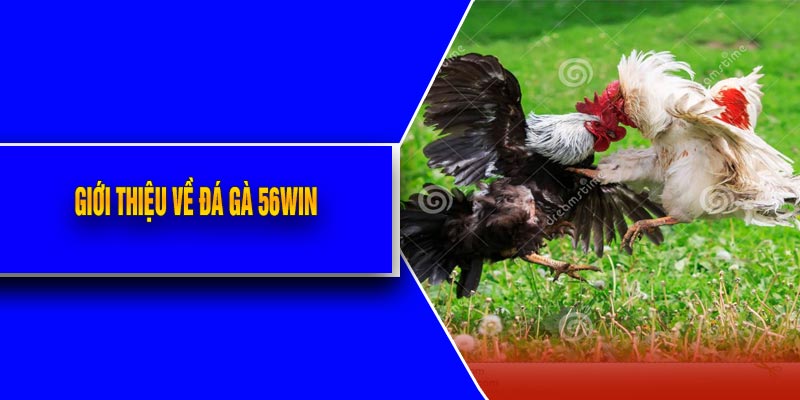 Giới Thiệu Về Đá Gà 56Win