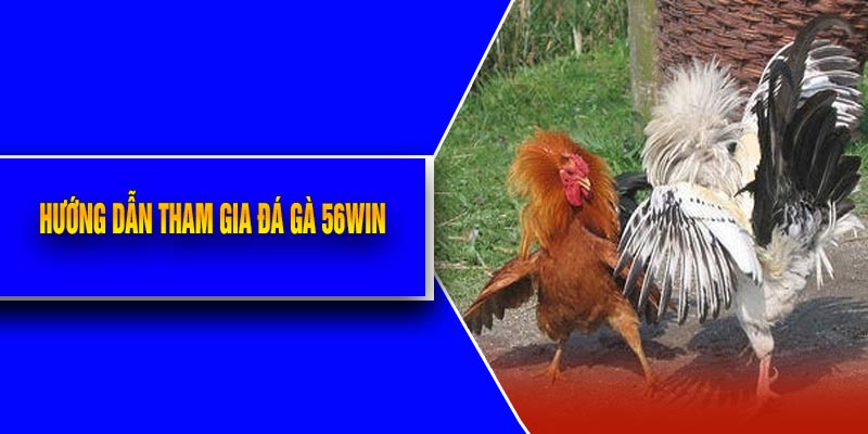 Hướng Dẫn Tham Gia Đá Gà 56Win